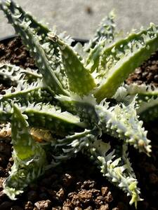 Aloe hybrid 13 アロエ ハイブリッド 実生 多肉植物 