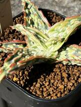 Aloe hybrid 22 アロエ ハイブリッド 実生 多肉植物 _画像4