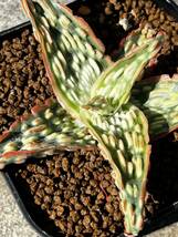 Aloe hybrid 22 アロエ ハイブリッド 実生 多肉植物 _画像9