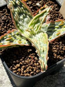 Aloe hybrid 22 アロエ ハイブリッド 実生 多肉植物 