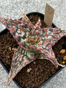 Aloe hybrid ⑦ アロエ ハイブリッド 実生 多肉植物 