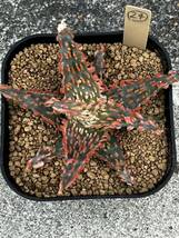 Aloe hybrid 24 ハイブリッド 実生 多肉植物 _画像3