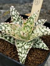 Aloe hybrid 13 アロエ ハイブリッド　実生多肉植物 _画像5