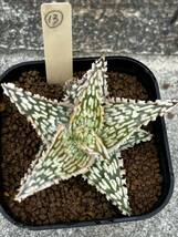Aloe hybrid 13 アロエ ハイブリッド　実生多肉植物 _画像4