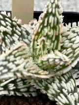 Aloe hybrid 13 アロエ ハイブリッド　実生多肉植物 _画像7