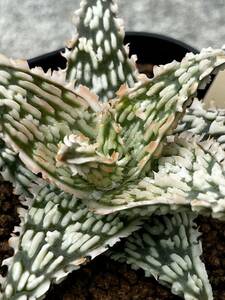 Aloe hybrid 13 アロエ ハイブリッド　実生多肉植物 