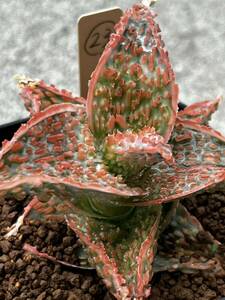Aloe hybrid 23 アロエ ハイブリッド　実生　多肉植物 