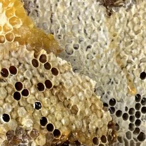 日本ミツバチ 巣蜜 500gの画像1