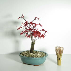 [. tree * bonsai ][... maple (teshoujoumomiji*. leaf ) ]A-1 / red leaf series momiji/ shohin bonsai mini bonsai leaf thing bonsai bonsai material 