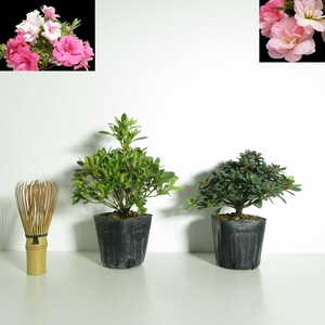 [. tree * Rhododendron indicum ][ Tang lion ../ silk. Mai ( satsuki * Satsuki )]2 kind set!HS-1/ bonsai shohin bonsai mini bonsai flower thing bonsai sapling bonsai material 