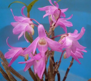 ＦＴ花物セッコク、雷山（赤花の代表）花芽付き