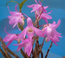 ＦＴ花物セッコク、雷山（赤花の代表）花芽付き_画像1