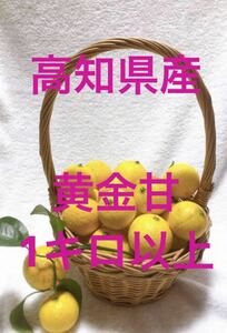 高知県産　爽やかな香り　黄金柑　１キロ