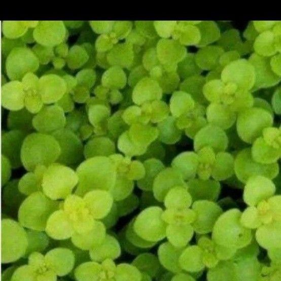 多肉植物 黄金丸葉万年草