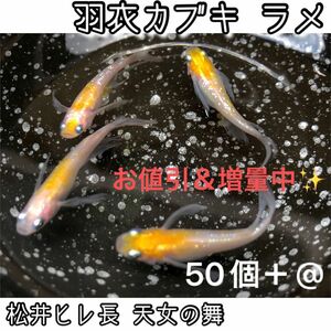 【ご購入翌日までに京都から発送】羽衣カブキ ラメ☆メダカ 卵 50個＋@ ☆黄白 紅白 松井ヒレ長 天女の舞☆希少品種