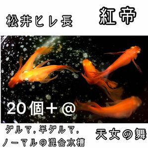 【ご購入翌日までに京都から発送】 紅帝★松井ヒレ長 半ダルマ ダルマ ノーマル メダカ 卵 20個＋@★天女の舞★