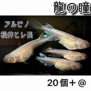 【ご購入翌日までに京都府から発送】龍の瞳☆アルビノメダカの卵 20個＋@で25個☆松井ヒレ長 ロングフィン