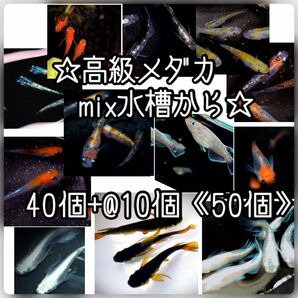 【ご購入翌日までに京都府から発送】高級メダカmix水槽からの卵★40個+@で50個★混泳水槽からになります★メダカの卵★