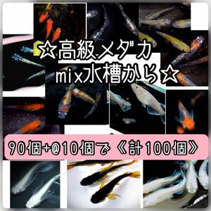 【ご購入翌日までに京都府から発送】高級メダカmix水槽からの卵★90個+@で100個★混泳水槽からになります★メダカの卵★