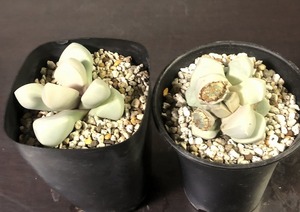  魔玉　２鉢セット　 Lapidaria margaretae　ラピダリア 　多肉植物