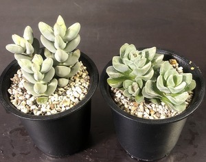 ソシアリス　＆　グリセア　２鉢セット　Crassula socialis & grisea　　クラッスラ　多肉植物