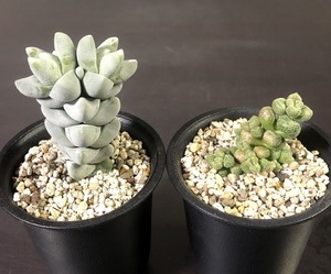 夢稚児　&　エレガンス　２鉢セット　　Crassula クラッスラ　多肉植物 