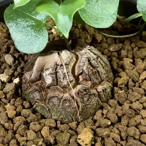  亀甲竜　Dioscorea elephantipes 　ディオスコレア・エレファンティペス　　塊根 植物