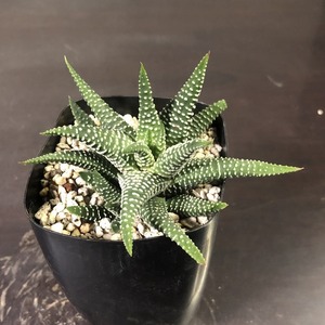 ミニマ・モーゼルアイ　Haworthia minima Morselluai(Airfuld)　　ハオルチア　多肉植物 