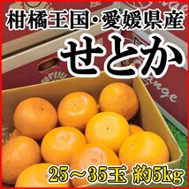 【Good】今季最終！愛媛産『せとか』産地箱 大玉サイズ たっぷり25～35玉 約5kg_画像1