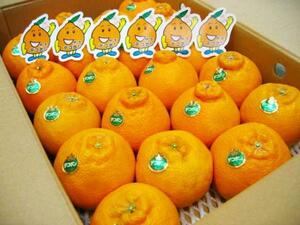 [Good] this season last! large amount exhibition!JA Kumamoto fruits ream production [ deco pon] 15~20 sphere 5kg