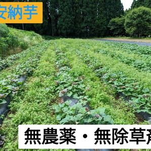 安納芋苗　20本+おまけ 無農薬　農家直送　鹿児島産