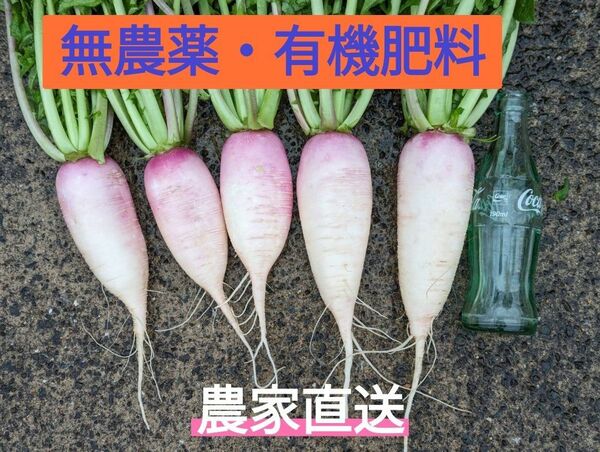 サラダだいこん(食べきりサイズ)　1.4キロ　無農薬　農家直送　鹿児島産　