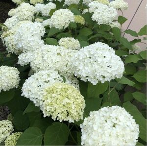 大株！！　大きい苗！　アナベル　花色・ホワイト 宿根草　多年草　ポットのまま発送で安心です〜！　送料290円 開花予定苗♪