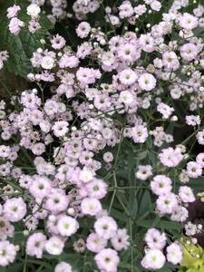 レア　ピンク八重咲きかすみ草　花色ピンク　可憐で華やか♪ 宿根草　多年草　ポットのまま発送で安心です！　送料240円 開花予定苗♪ 