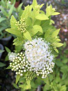 レア　シモツケ 《 ホワイトゴールド 》 ライム葉が美しい♪ 花色・ホワイト　ポットのまま発送で安心〜！　宿根草　多年草　送料240円　