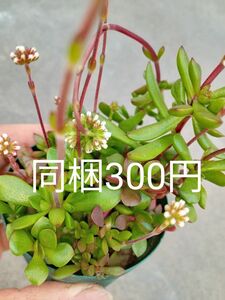 ●紅稚児　根付き　同梱300円