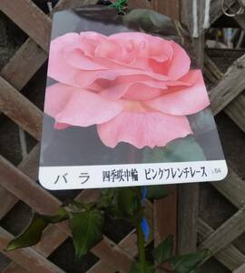 * rose seedling * pink French race * four season .. middle wheel * guarantee slope rose . production *4 number * reality goods * including in a package possibility *