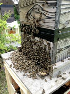  Japan molasses bee nest box 3 step this term Mitsuba chi entering Japan Mitsuba chi multi-tiered food box type .. box, breeding box Kyushu Kumamoto pick up only 