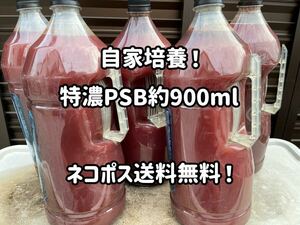 ●○送料無料！自家培養特濃PSB約900ml＋エビオス錠10粒○● 