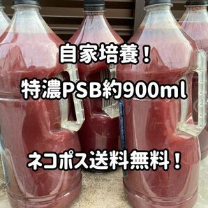 ●○送料無料！自家培養特濃PSB約900ml＋エビオス錠10粒○● の画像1