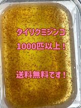 ●○ネコポス送料無料！タイリクミジンコ1000匹以上！○●_画像1