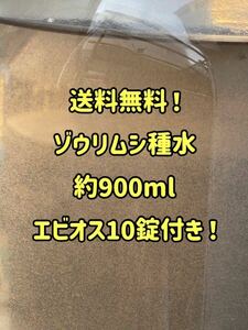 ●○ネコポス発送！ゾウリムシ約900ml！エビオス10錠付き！○●