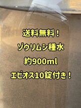 ●○ネコポス発送！ゾウリムシ約900ml！エビオス10錠付き！○● _画像1