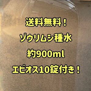 ●○ネコポス発送！ゾウリムシ約900ml！エビオス10錠付き！○● の画像1