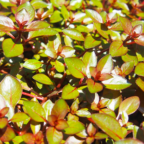 (水草)ルドウィジア sp スーパーレッド３本 水上葉 送料230円~同梱可能(一通あたり6セット程度)の画像2