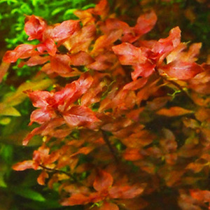 15本！　同梱で増量します！送料無料(水草) ルドウィジア sp スーパーレッド　水上葉　赤さ最強クラスの品種なのに育成容易！オススメ