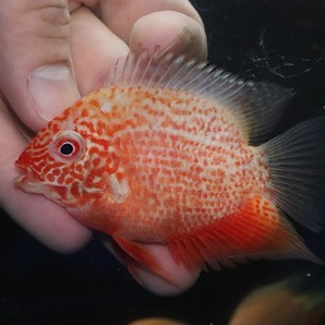 【淡水魚】特価 レッドスポットゴールデンセベラム【1匹 サンプル画像】(±5-6cm)(大型魚)の画像1