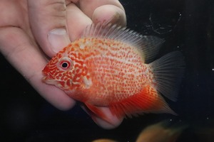 【淡水魚】特価 レッドスポットゴールデンセベラム【1匹 サンプル画像】(±5-6cm)(大型魚)