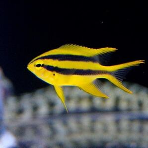 【海水魚・スズメダイ】ヒレナガスズメ（5匹セット）±3-4cm (サンプル画像）（生体）の画像2