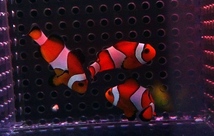 【海水魚】カクレクマノミ Sサイズ （5匹）3-5cm前後(サンプル画像）（生体）_画像3